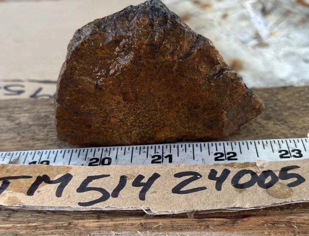 Tempskya petrified Palmwood