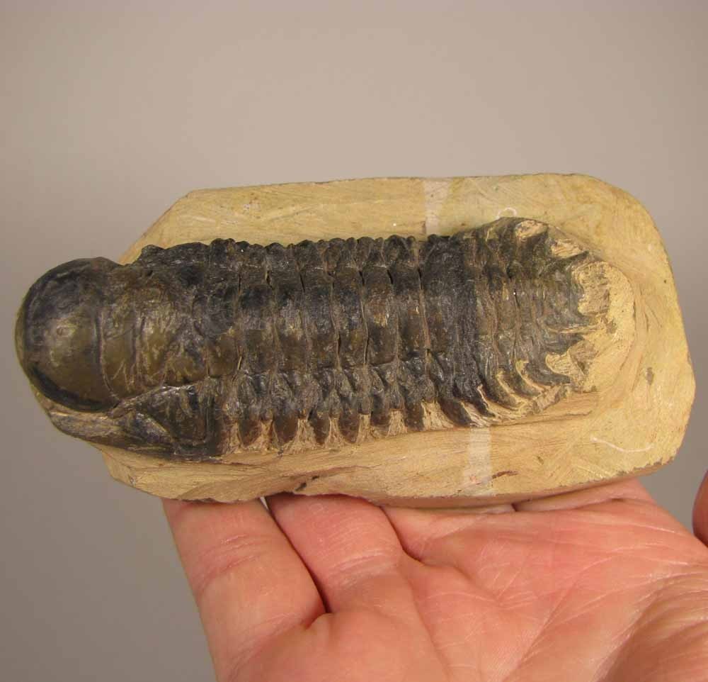 3.4" Crotalocephalus Gibbus TRILOBITE Fossil on Matrix - Devonian Age - Morocco