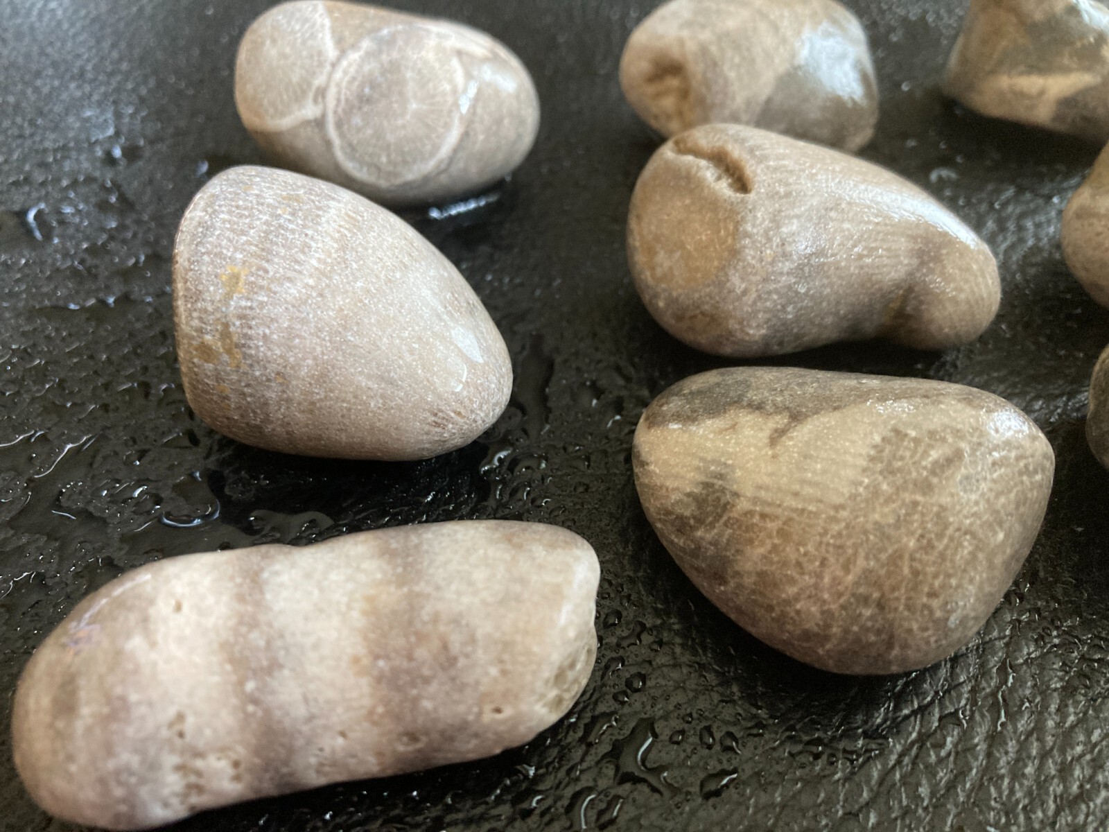 10pc Michigan Horn Coral Fossils (Rugosa) - Natural Devonian Fossils 12oz