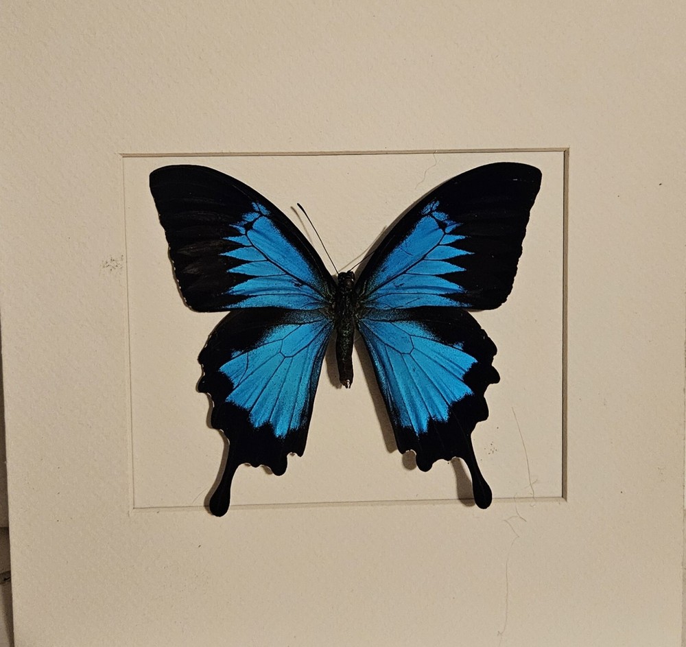 Real framed Ulysses swallowtail in Custom shadowbox