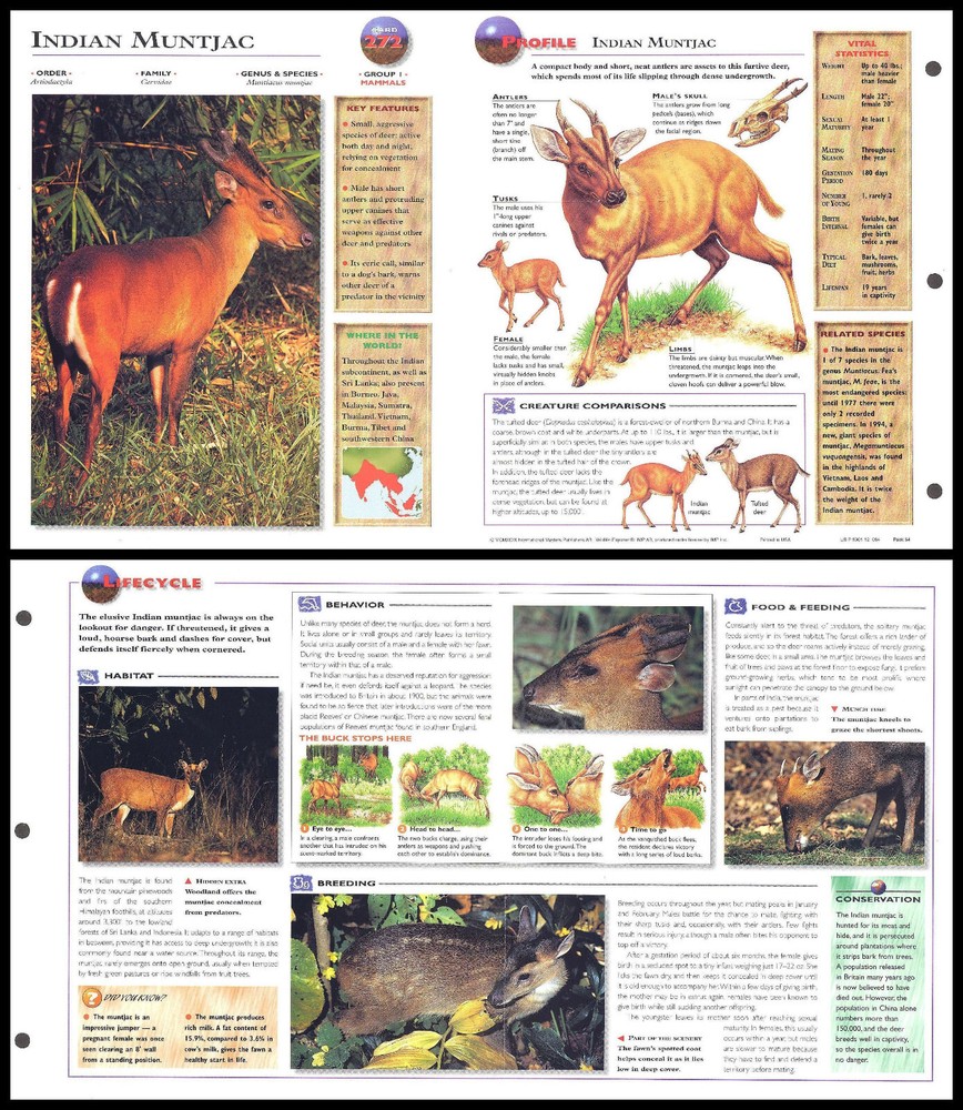 Fold-Out Sheet - Indian Muntjac - 272
