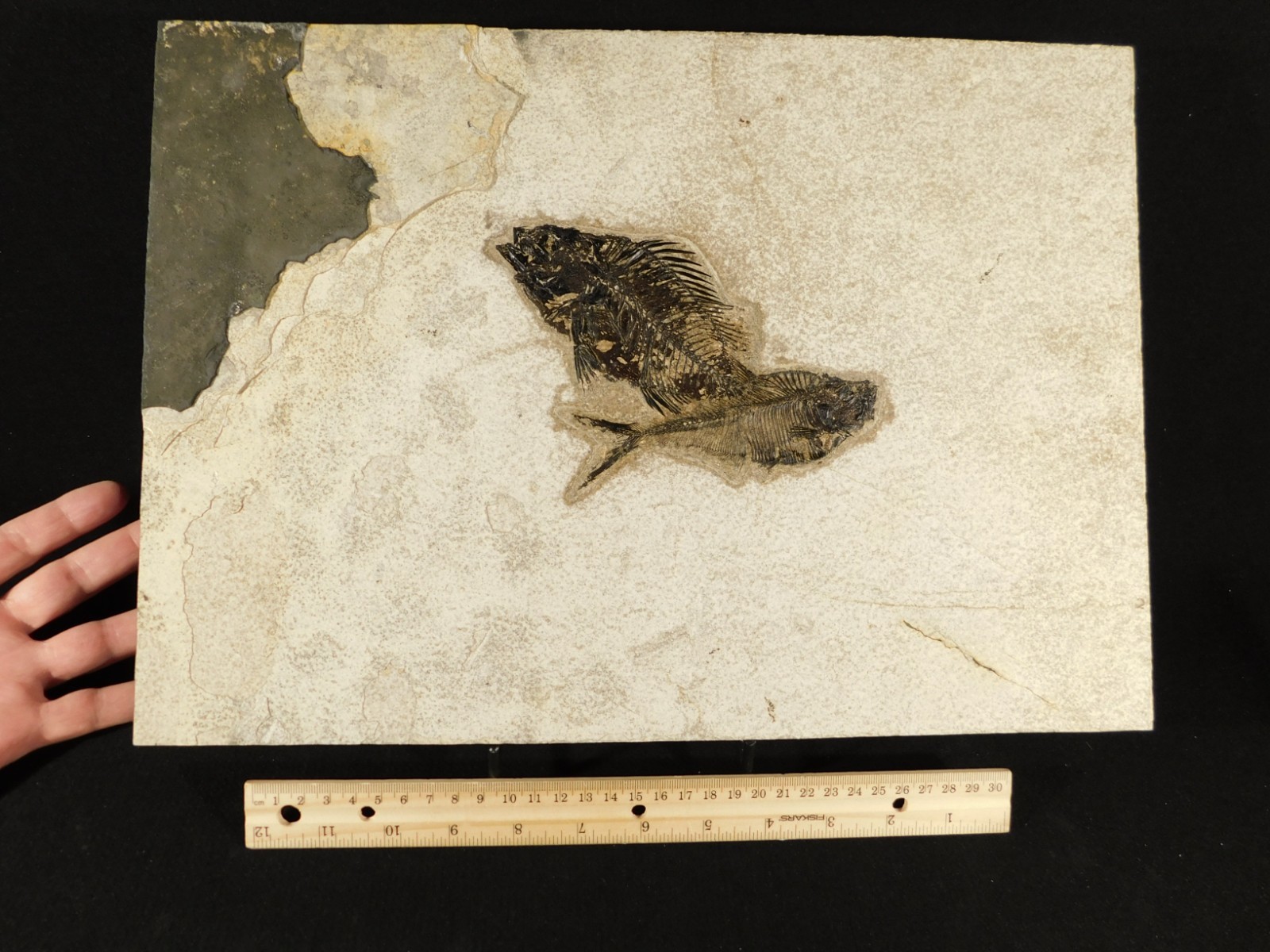 Two! SPECIES Rare Priscacara FISH Fossil and Diplomystus On HUGE Matrix Wyoming