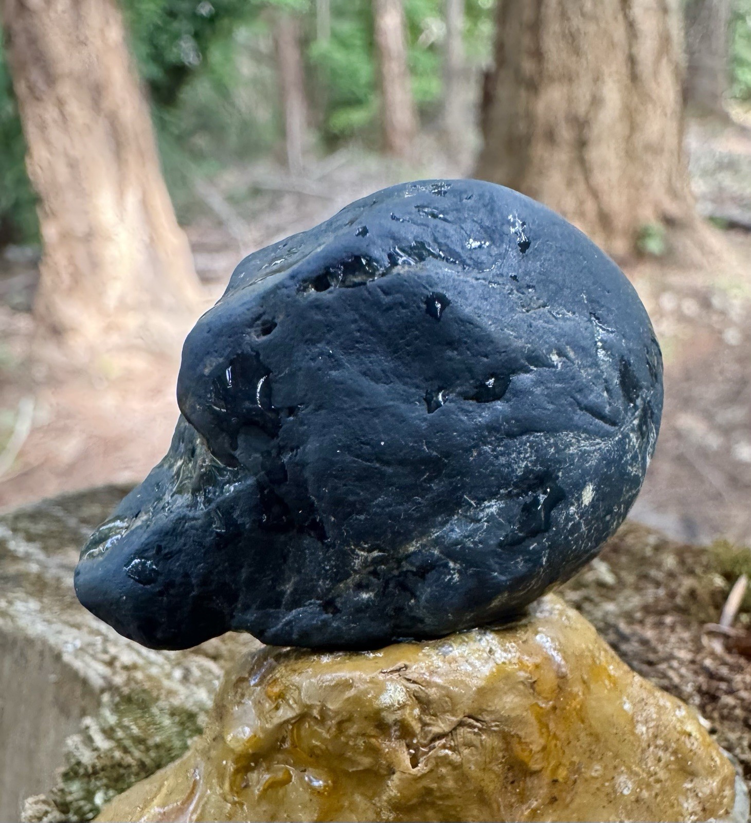 Rare Museum-Grade 32g Complete Fossil Fish – Mineralized , Blakeley Formation