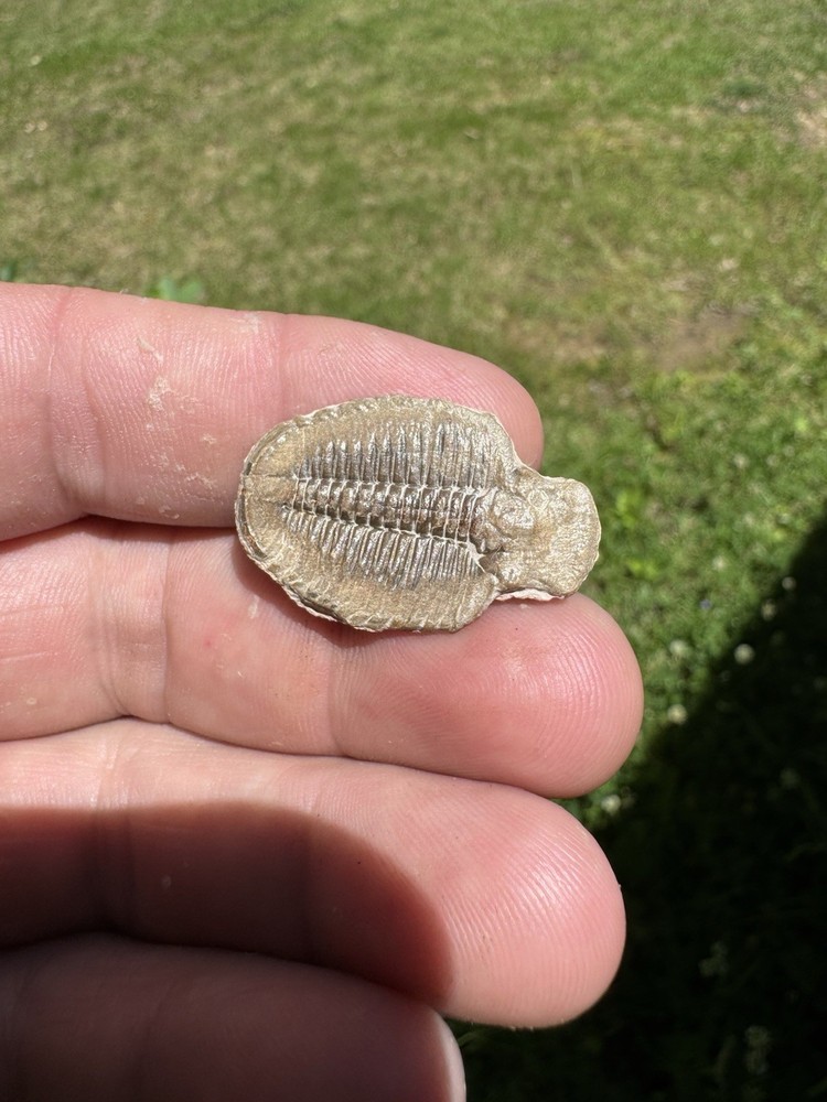 Nice Trilobite Fossil