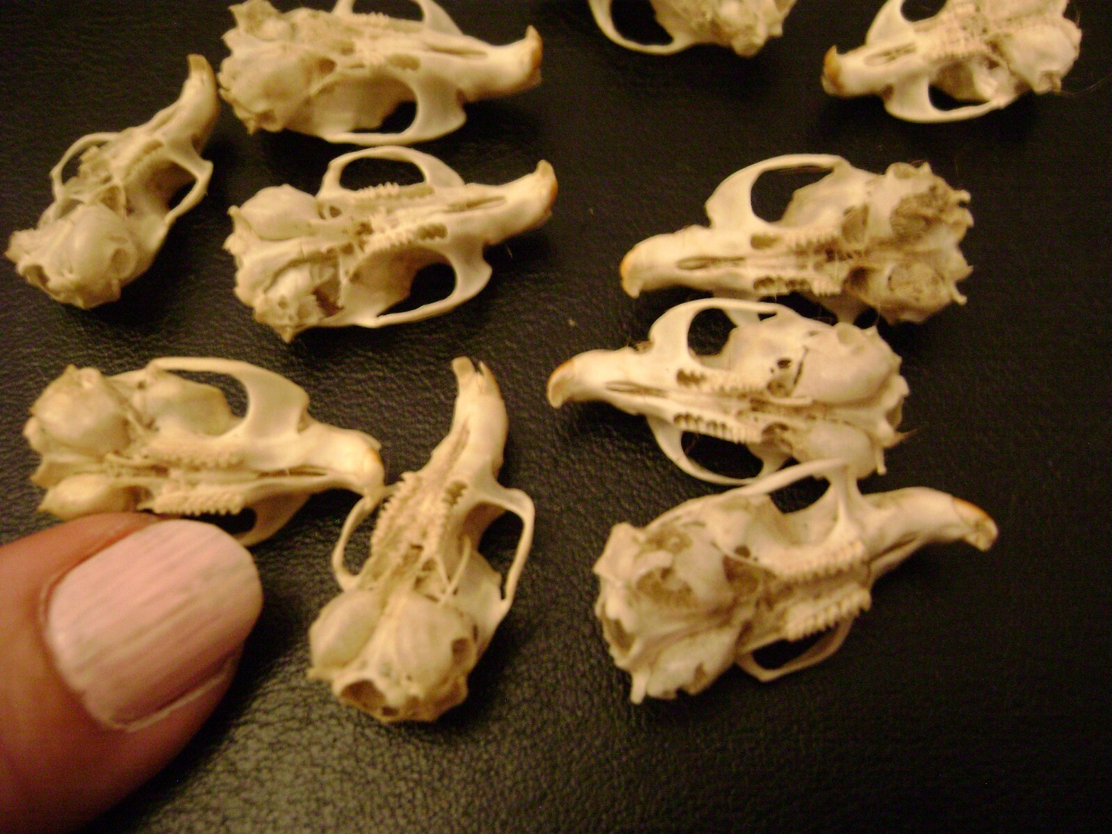 10 REAL MOUSE SKULLS for steampunk jewelry or magic wands TAXIDERMY LOT bones
