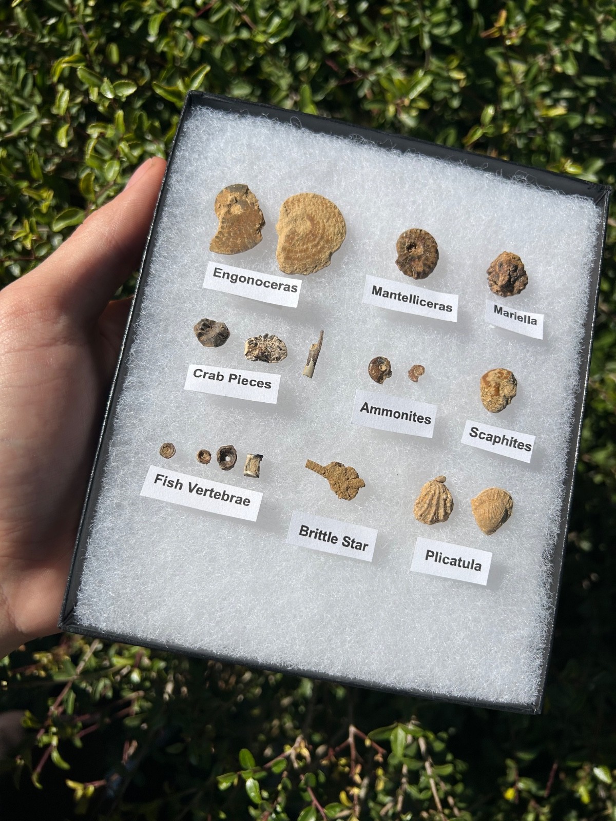 Pawpaw Formation Fossils Collection Starfish Ammonites Crabs Scaphites etc