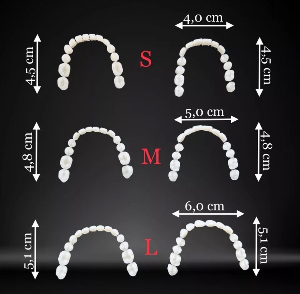 Foam model, teaching model prostheses model dental technology model, tooth
