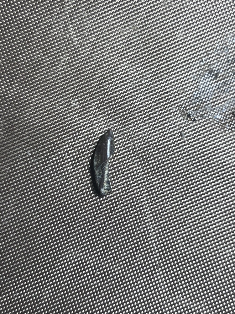 Raptor Tooth - Hell Creek Formation SD