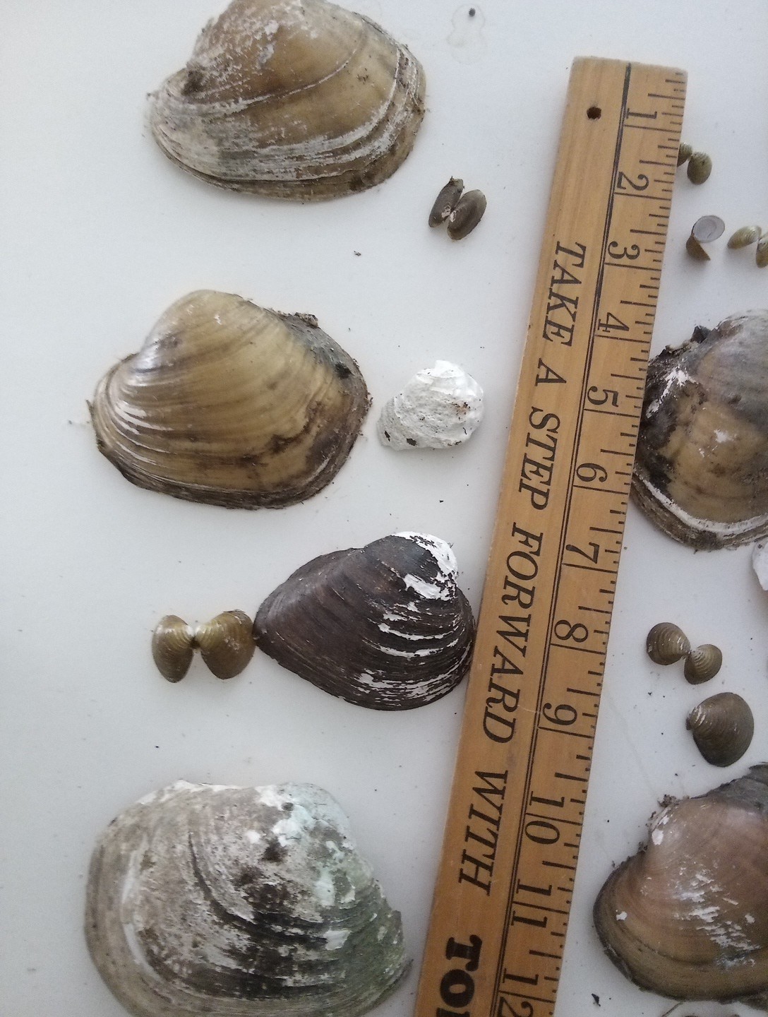 Lot Of Mississippi River Clam Shells,Mother of Pearl,Crafts,Aquariums