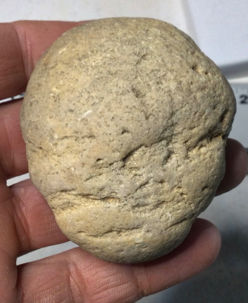 Dinosaur ARMOR PLATE - RARE