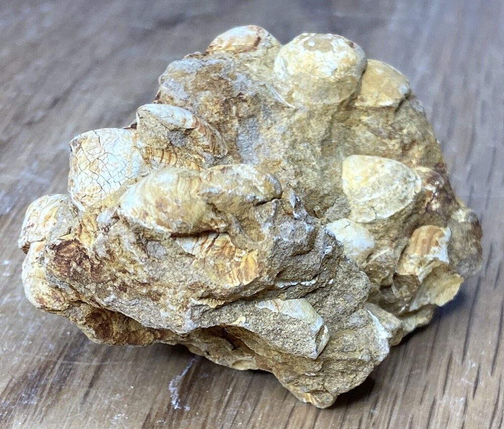Fossil Specimen, Bivalves, Nemocardium Nitens, Eocene, Staines, 58mm