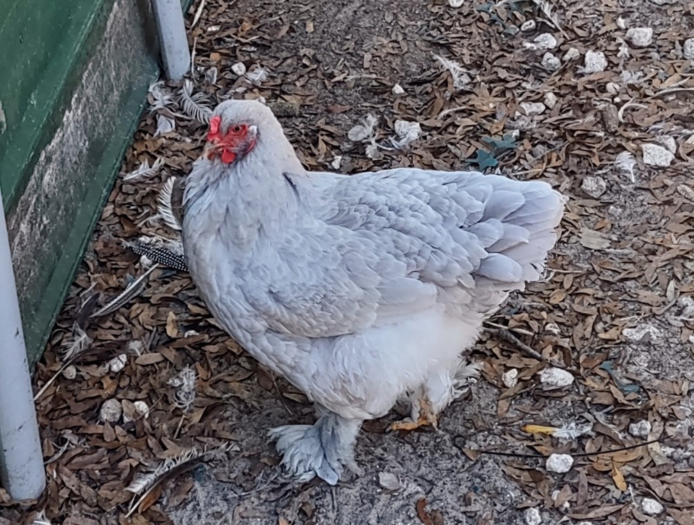 5+1  Breeder Quality Lavender Brahma Hatching Eggs.
