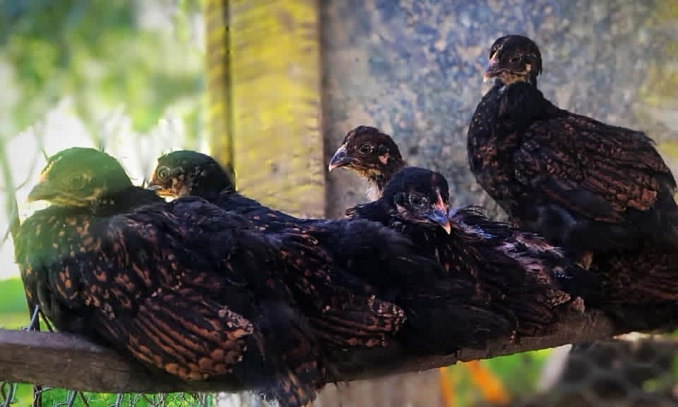 18+ Multi-Generational Olive Egger Hatching Eggs F1-F3