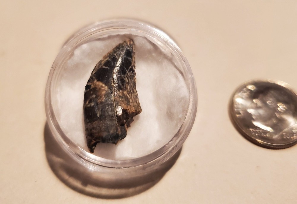 Tyrannosaur Tooth