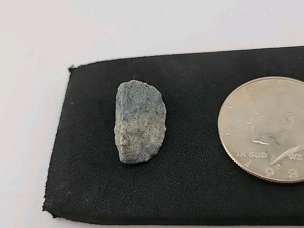 Fossil Dinosaur Tooth Permineralized Unknown Species