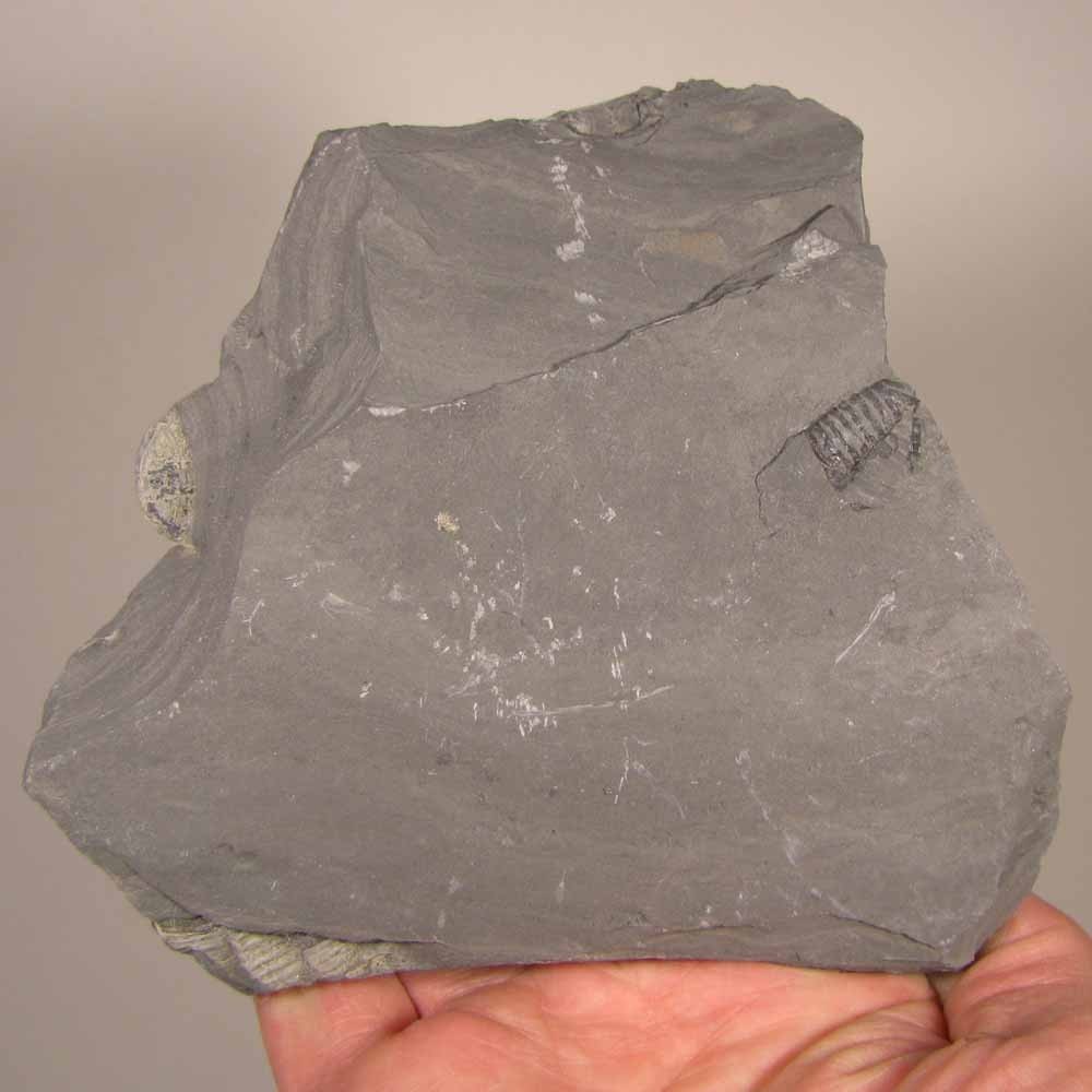 Elrathia Kingi TRILOBITE Fossil in Slate Matrix Rock - Cambrian Period - Utah