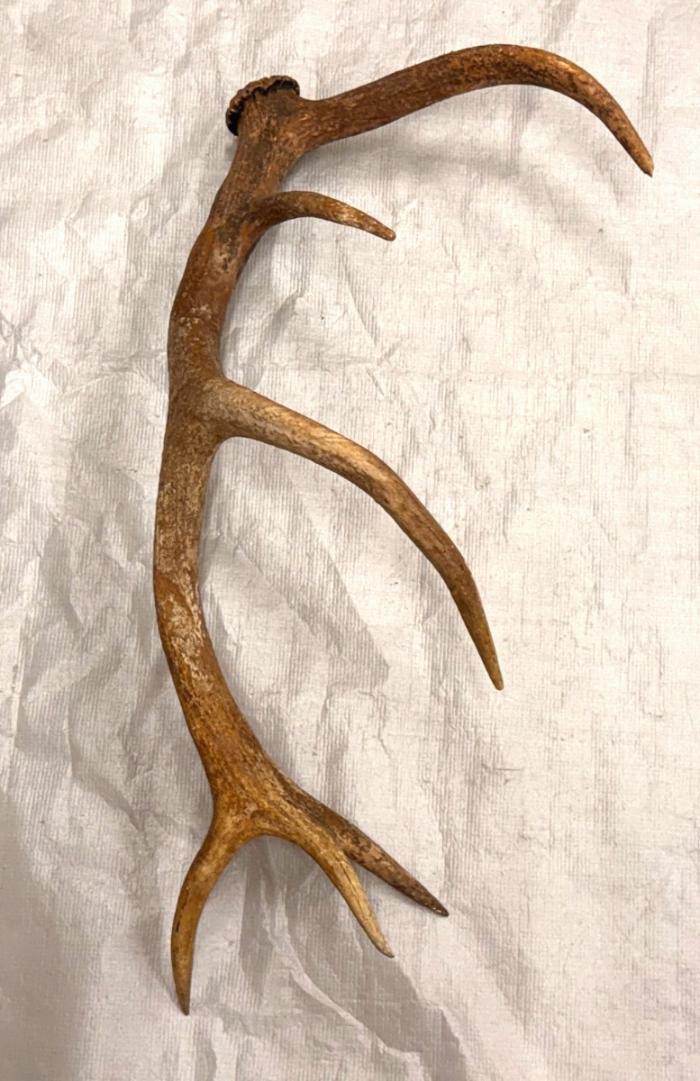 real stag antler shed crafts antlers decor rustic cabin wedding display prop