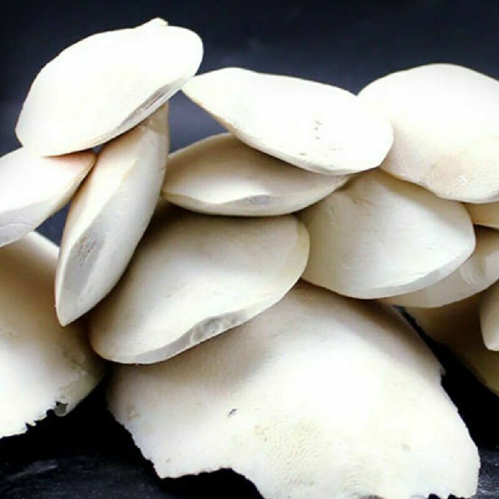 20 PCS Cuttlebone for Birds Parrot Chewing Cuttle Bone for Sharp Beaks USAA+