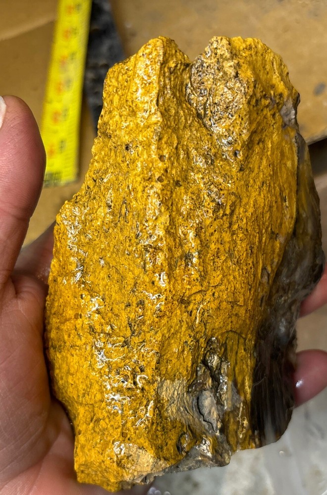 Silver Creek Junction petrified wood