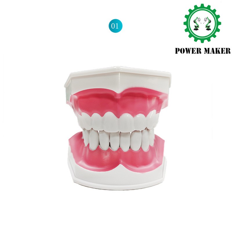 2 Times Dental Large Model Typodont Demonstration Model Brushing Learning