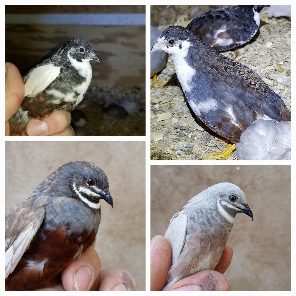 18 ++ Button Quail Hatching Eggs