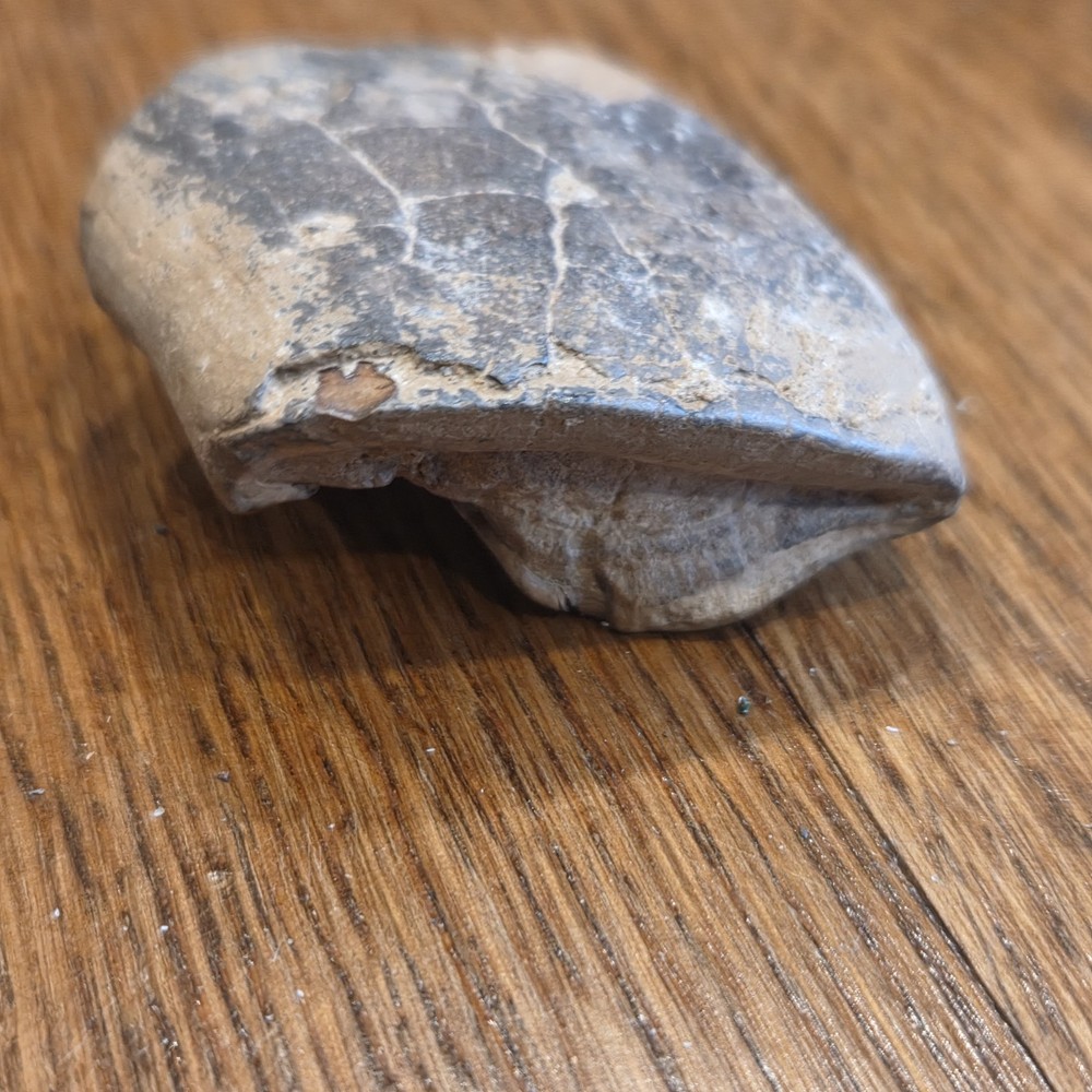 Extinct Sloth Fossil