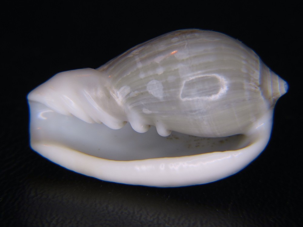 MARGINELLA (CRYPTOSPIRA) VENTRICOSA: LIVE COLL OFF JAVA @ 30.71MM!