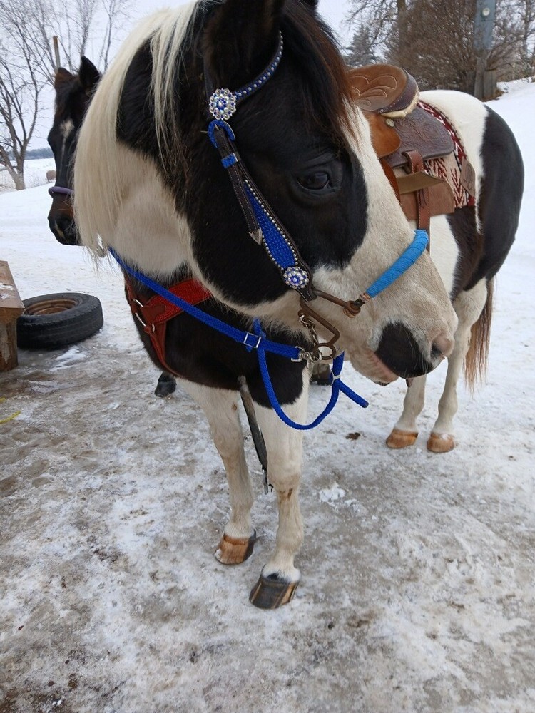 Custom Bedazzled Breast Collar!❤️