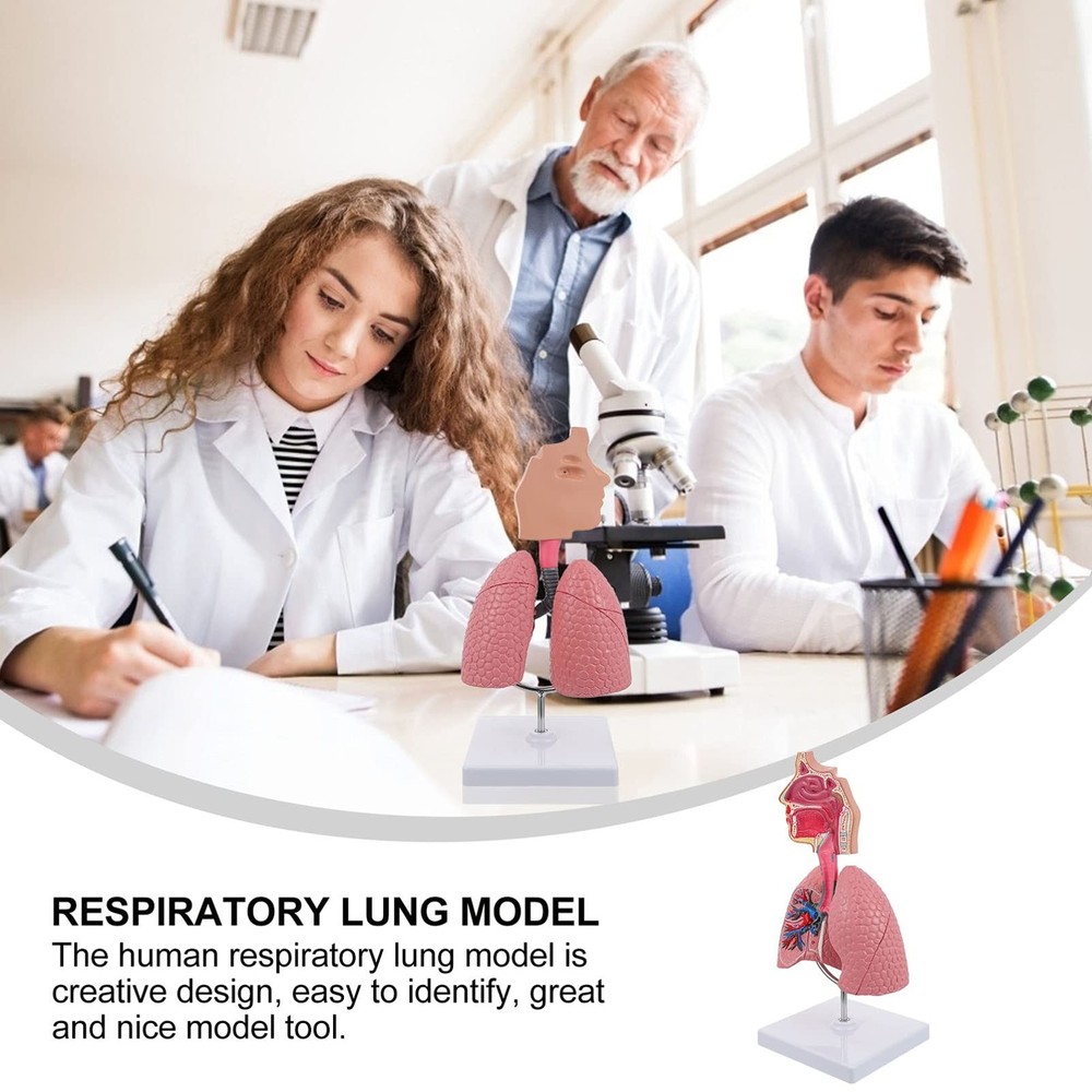 4D Model, Teaching Respiratory Lung Model with Head and Lungs, Hands-On 3D Mo...