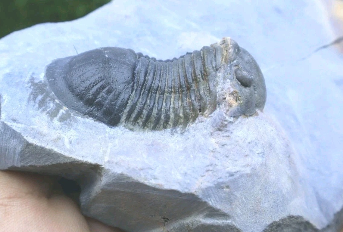 Trilobite Paralejurus trilobite fossil Devonian trilobite from Moroccan Fossil