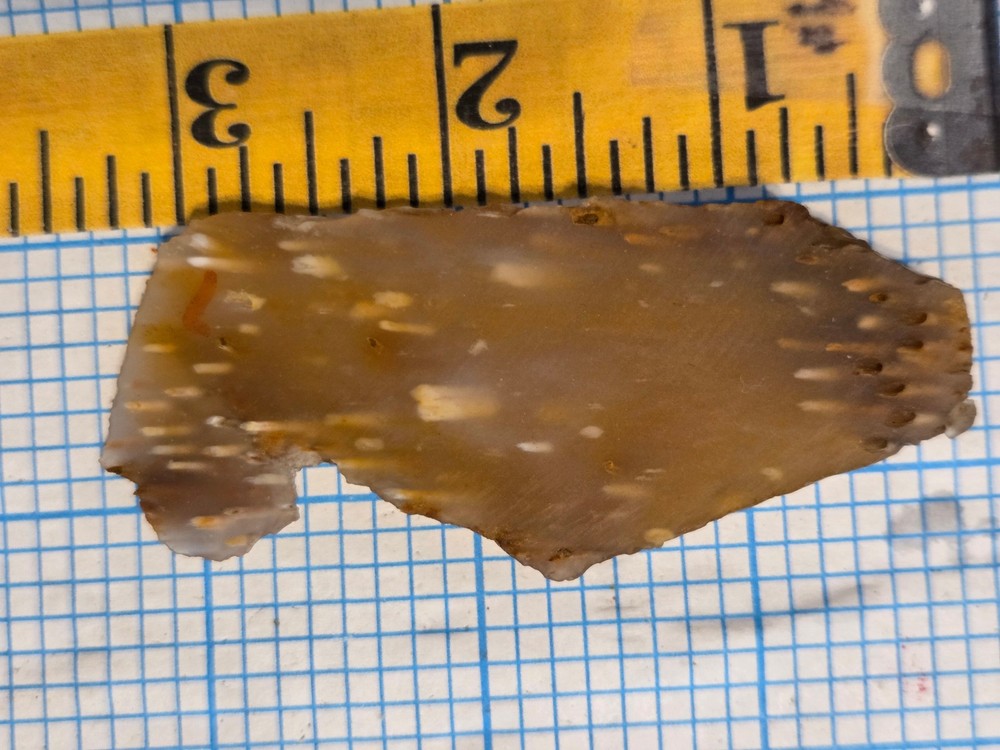 Agatized Palm Slab