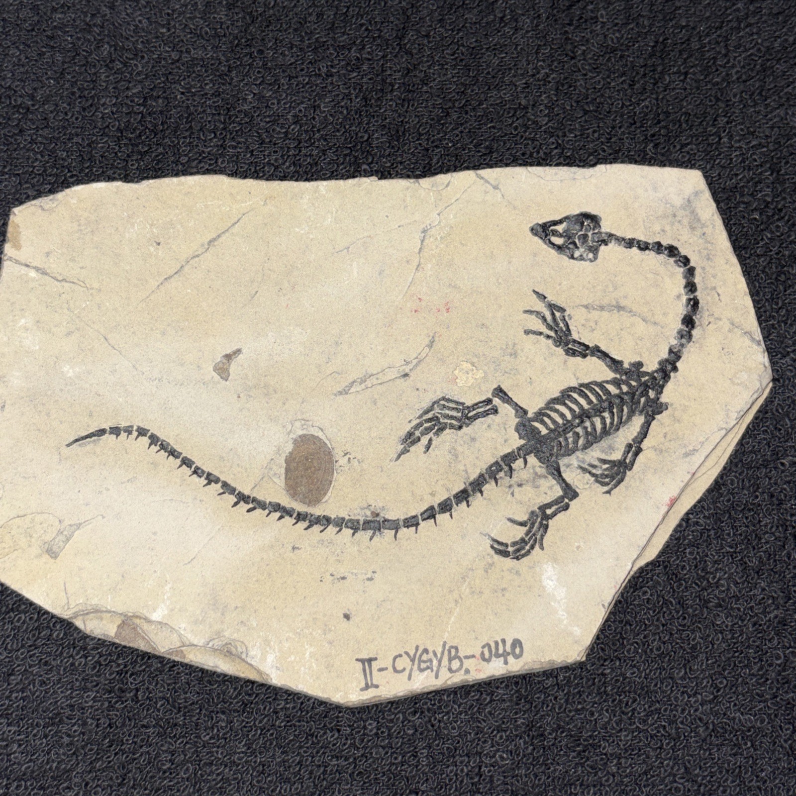 Keichousaurus (?) Fossil Bought As Real, Probably Cast. China