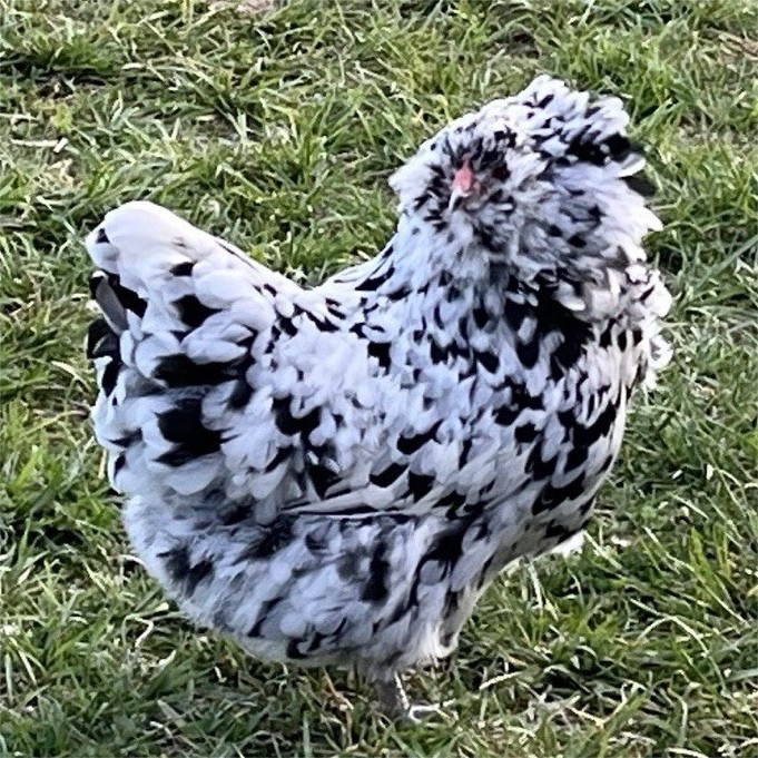Ermine Americana Hatching Eggs
