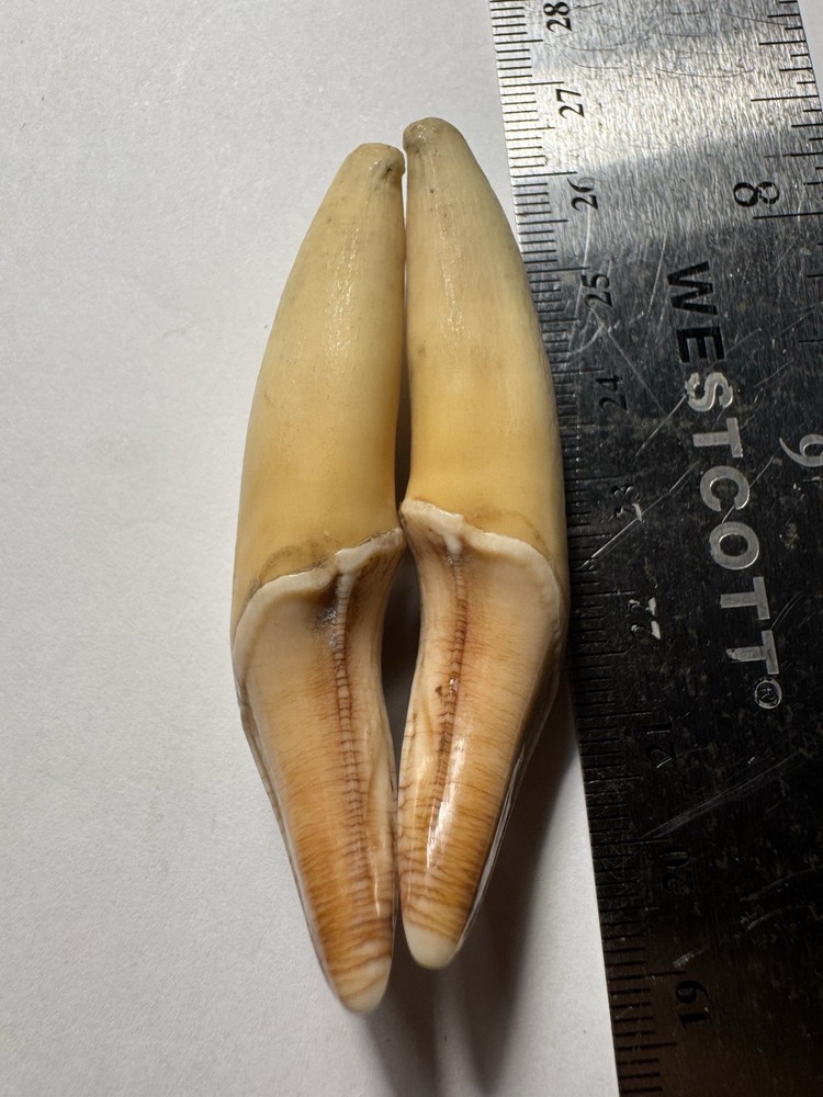 510- Tooth, Teeth, Fox’s Teeth, Coyote’s Teeth