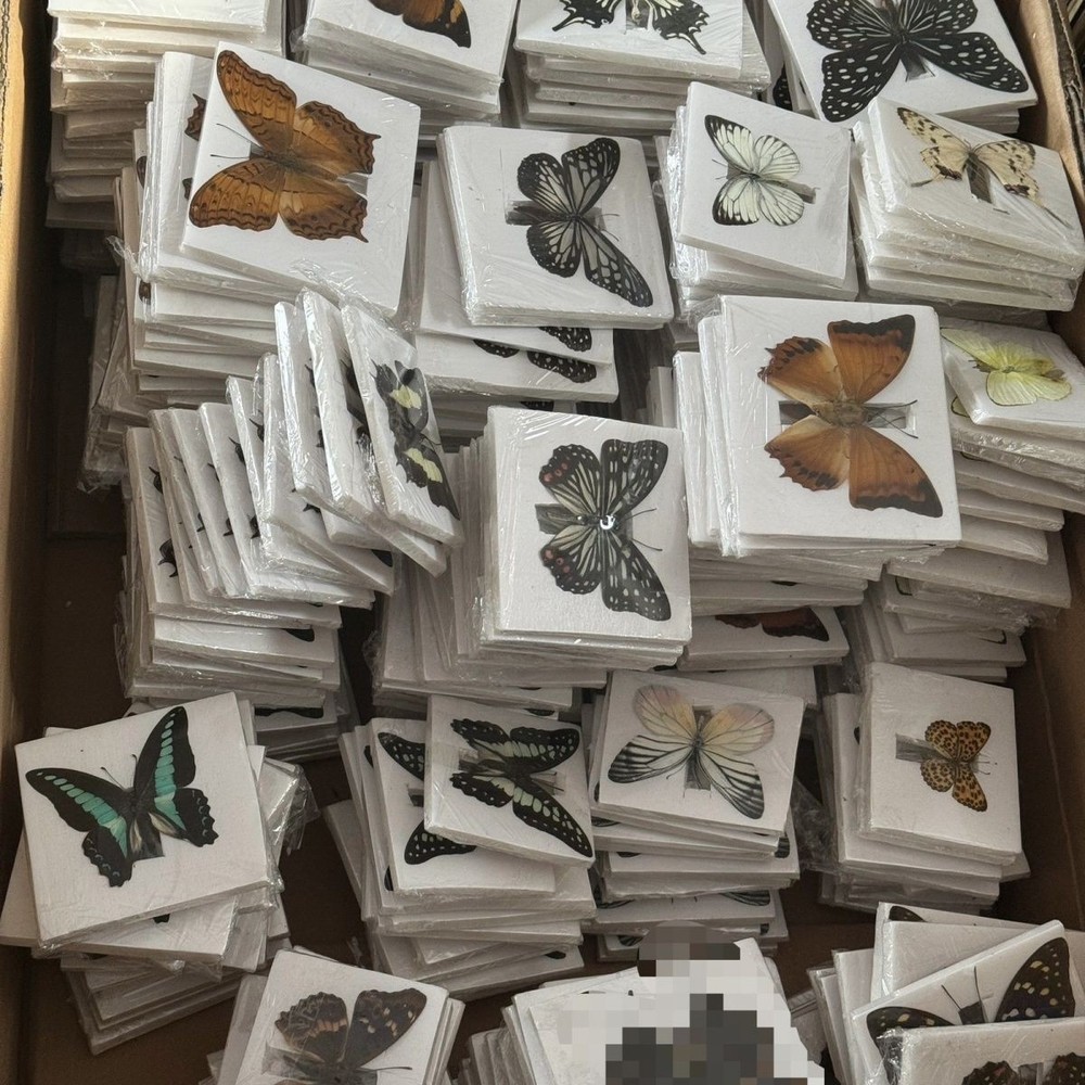 30 Assorted Real Butterfly Specimens Spread Wing PVC Packed A1-A- Grade