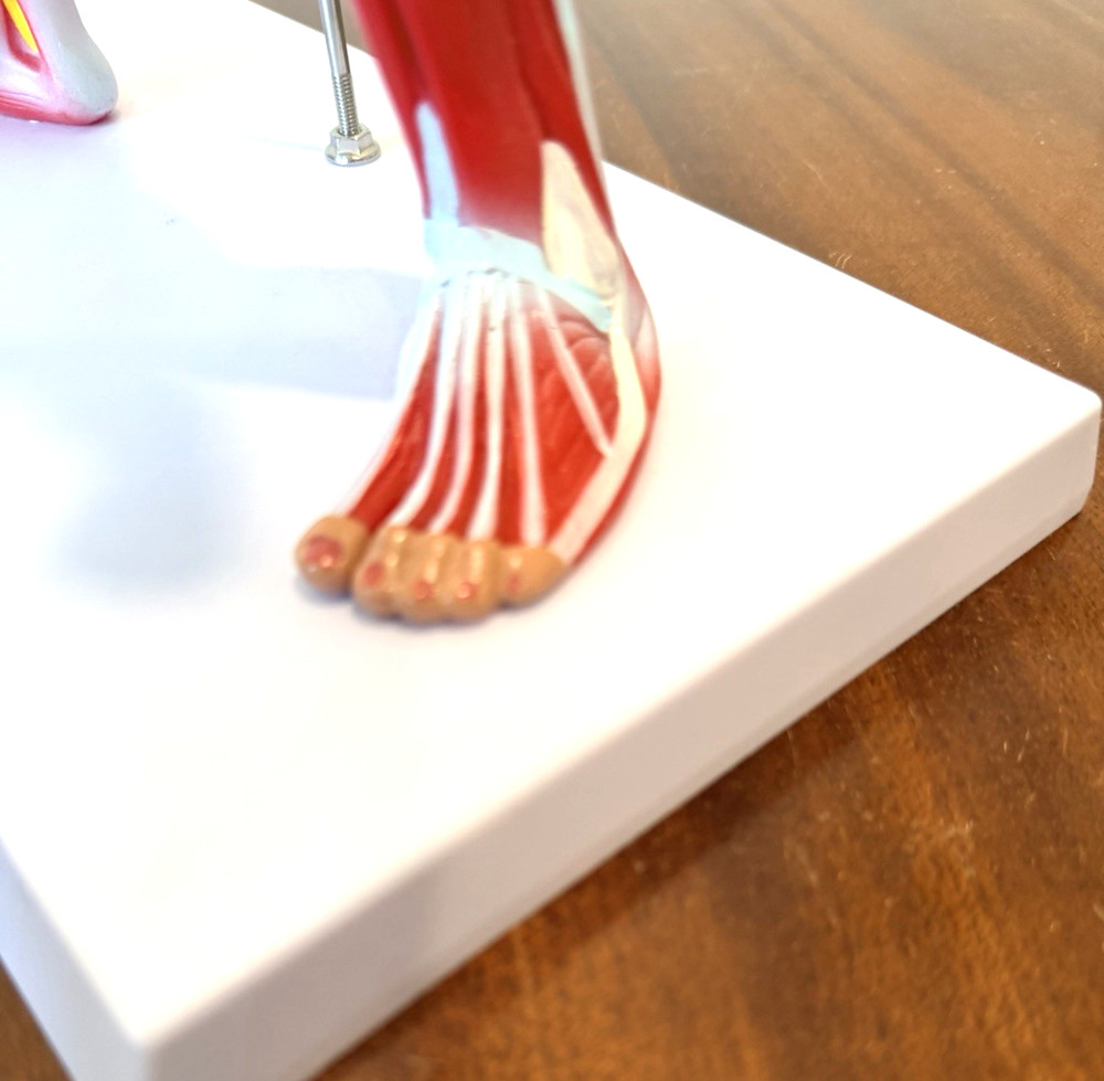 Human Muscular structure Anatomy System Model with base