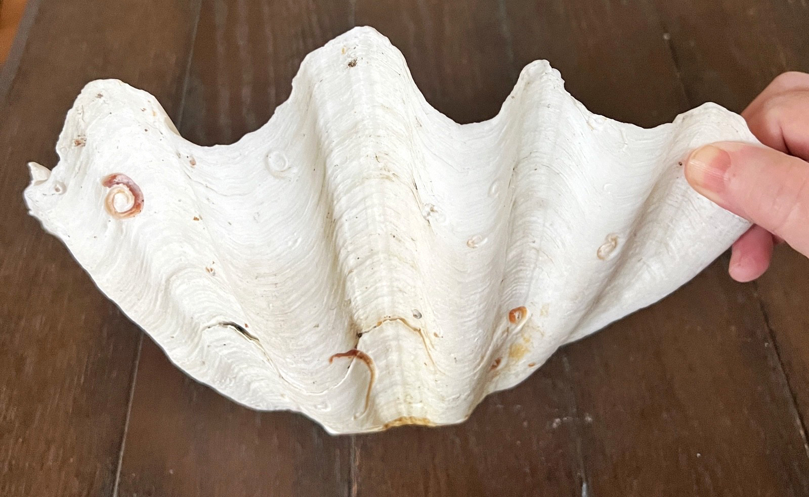 Tridacna Giant Clam Shell Natural Large Vintage Decorative Piece 12.75"