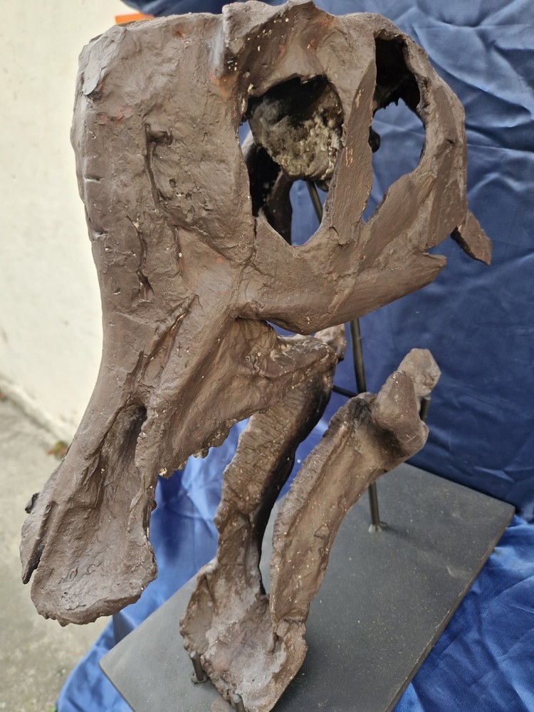Androsaurus Head Fossil