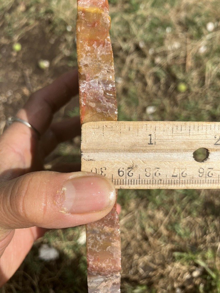 Arizona Petrified Wood Slab