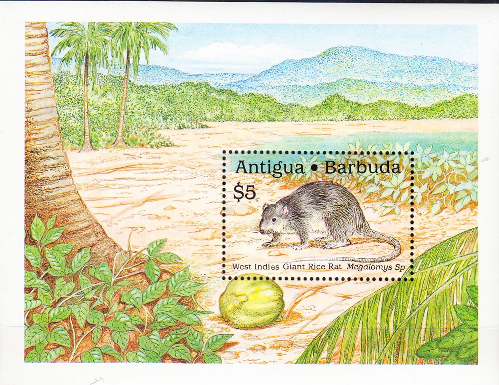 W ANTIGUA 1237 GIANT RICE RAT