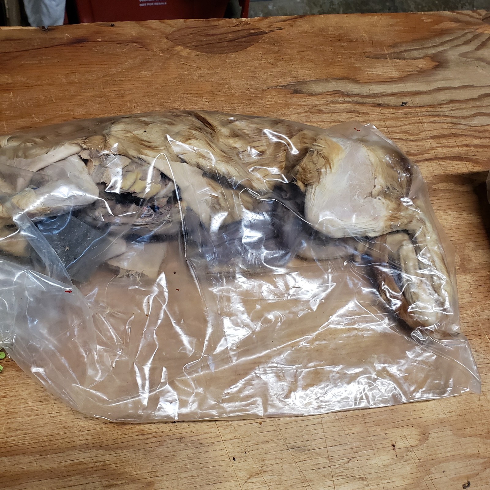 Cat Specimen Taxidermy Oddities Mummified School Research Dissect Lot