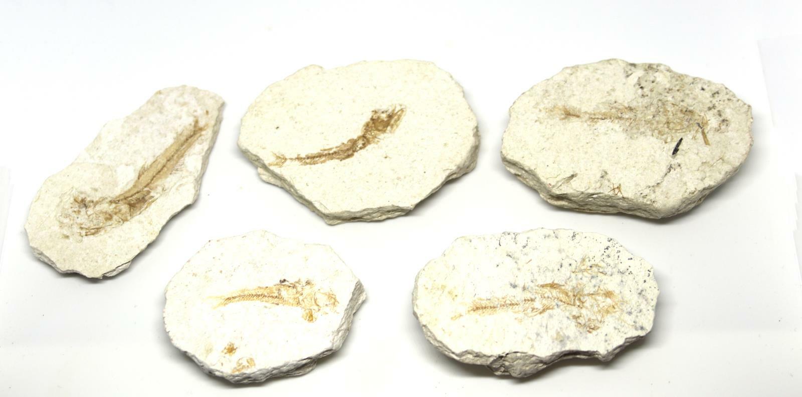 Lanternfish Fossil Lampanyctus Miocene 10 MYO California #16652 6o