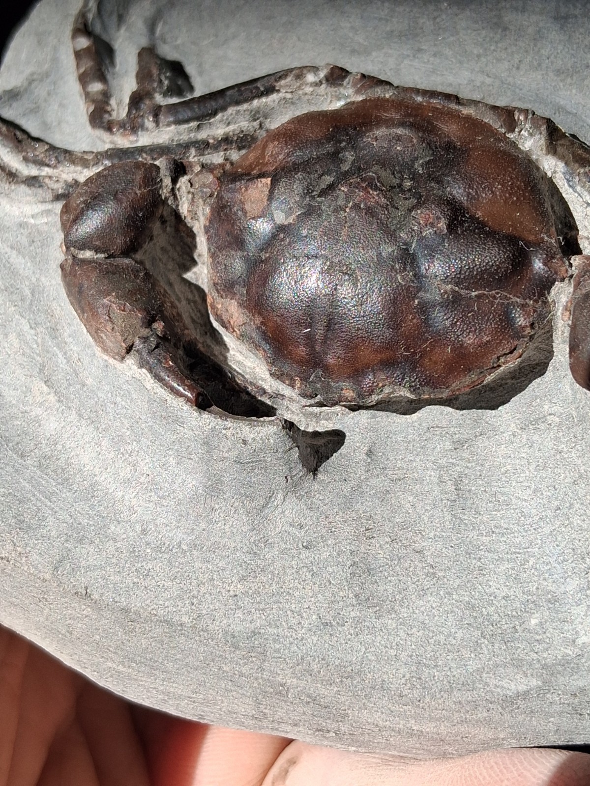 Pulalius Vulgaris Crab Fossil Specimen Washington State