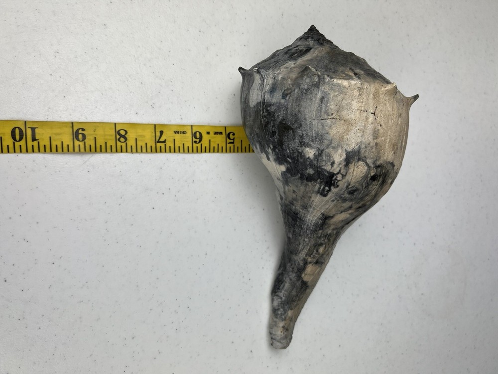 RARE Fossilized * BONE VALLEY BLUE * WHELK Shell Pliocene Era.
