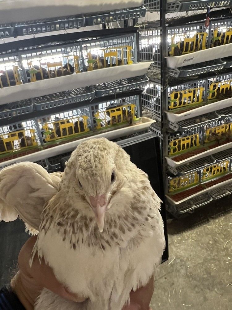 108 Jumbo Quail Hatching Eggs Rare Mix 9 Dozen