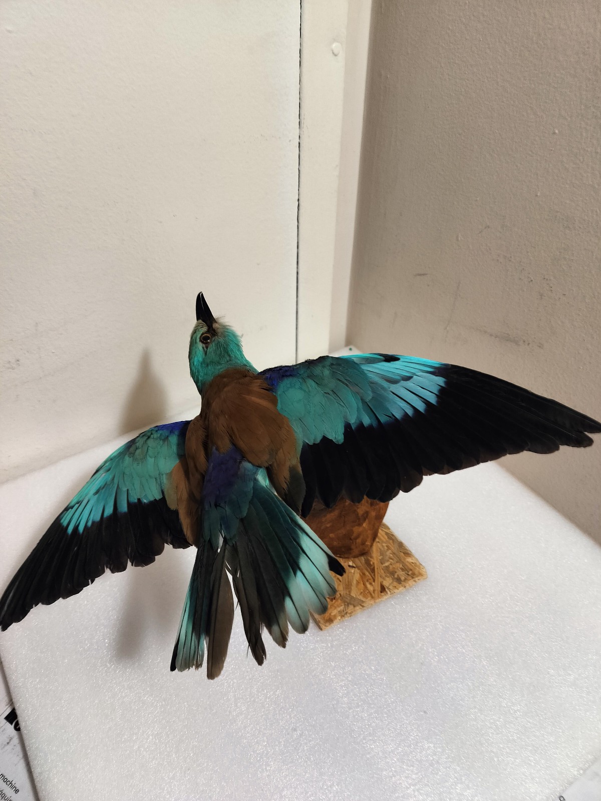 real bird taxidermy wall mount 2025