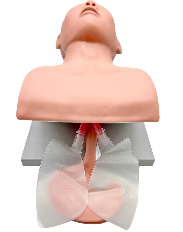 Intubation Manikin Study Teaching Model Airway Management Trainer W/Electronic