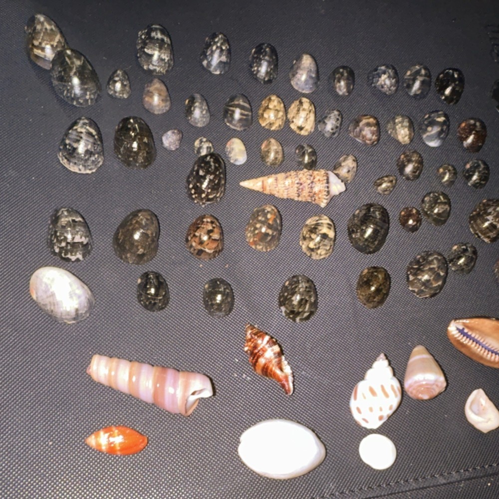 Hawaiian Kupee Nerite Snail Shells 52 pcs + BEAUTIFUL BONUS SHELLS!