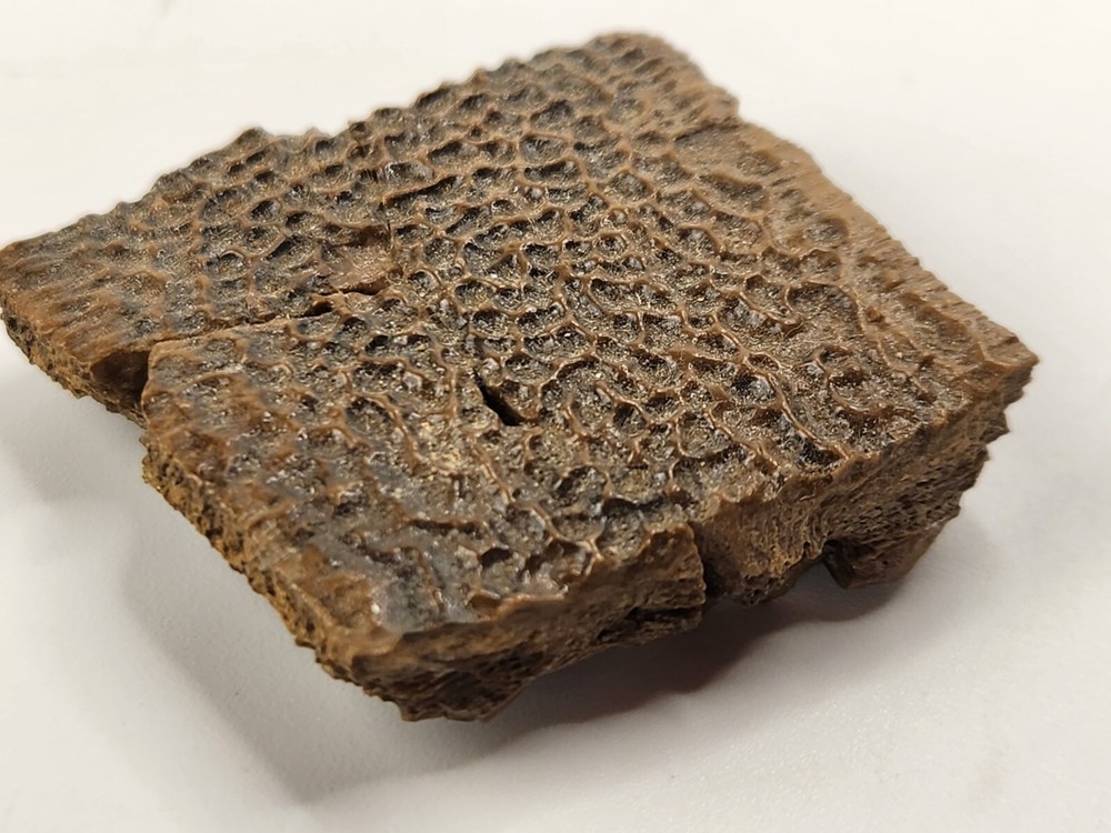 Turtle Shell Fossil - Judith River Fm. - Hill Co., MT
