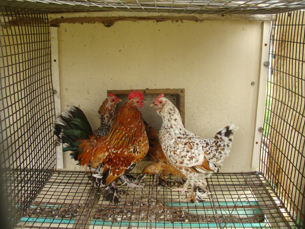 6+ MILLE FLEUR D'UCCLE  BANTAM HATCHING EGGS